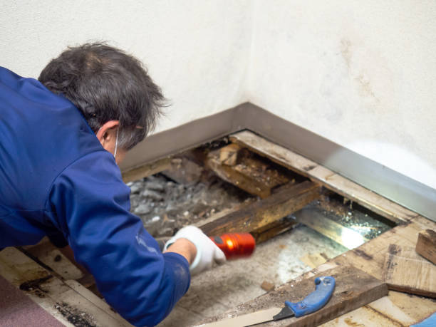 Best Mold Cleaning Services  in Lowry Crossing, TX