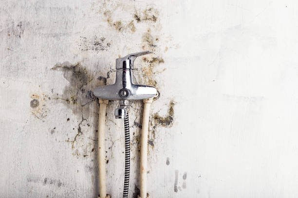 Best Emergency Mold Removal  in Lowry Crossing, TX