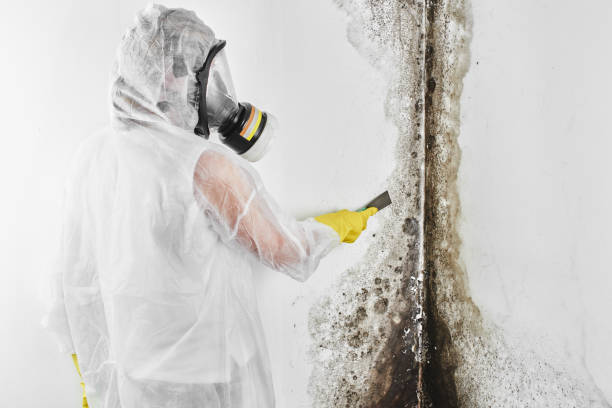 Best Mold Testing  in Lowry Crossing, TX
