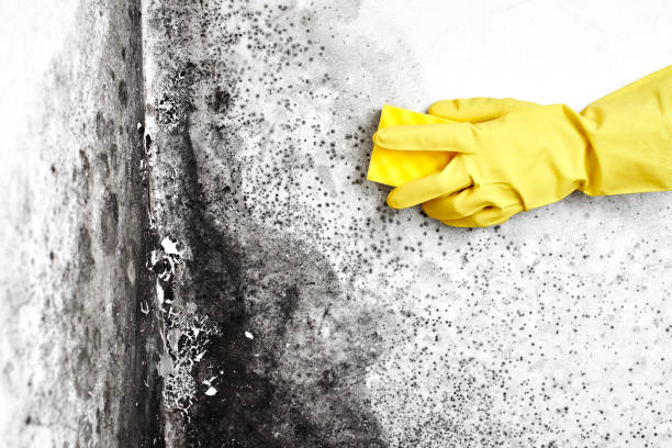 Best Office Mold Removal Services  in Lowry Crossing, TX