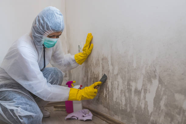 Best Mold Cleaning Services  in Lowry Crossing, TX