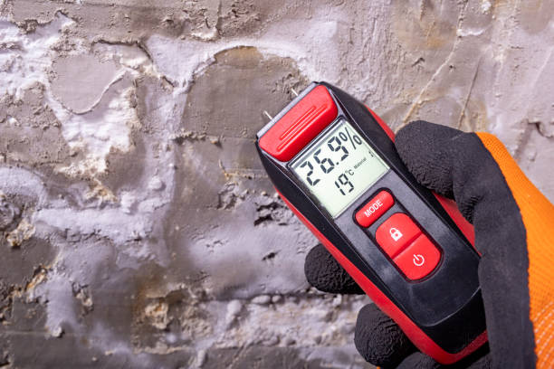 Professional Mold Removal in Lowry Crossing, TX