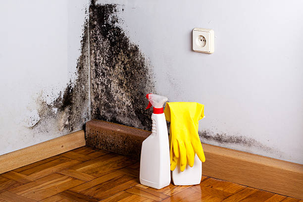 Best Emergency Mold Removal  in Lowry Crossing, TX