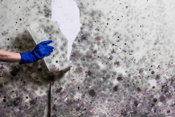 Best Affordable Mold Removal  in Lowry Crossing, TX