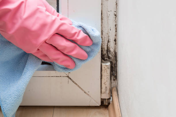 Best Mold Damage Repair  in Lowry Crossing, TX