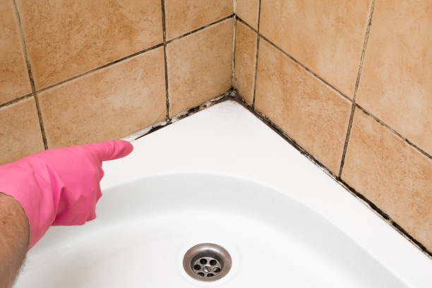 Best Certified Mold Removal  in Lowry Crossing, TX